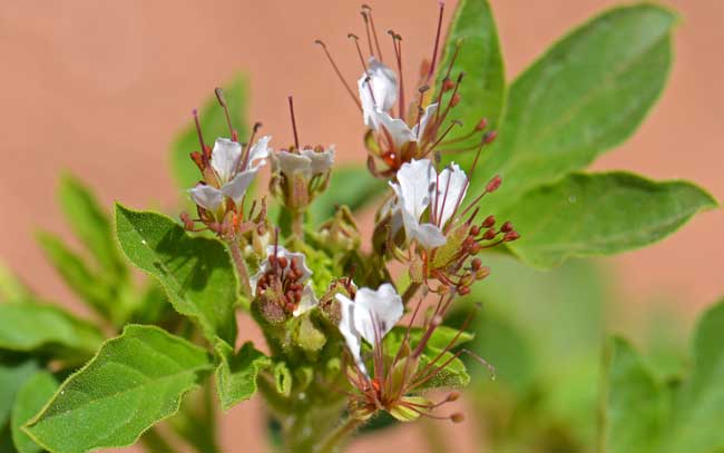 Polanisia dodecandra, Redwhisker Clammyweed